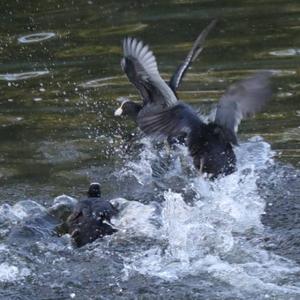 Common Coot