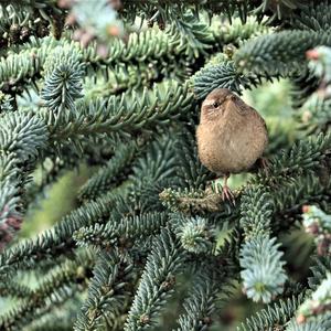 Winter Wren