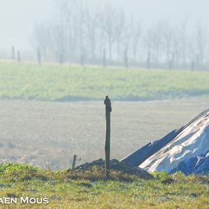 Common Kestrel