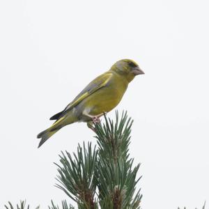 European Greenfinch