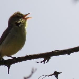 Melodious Warbler