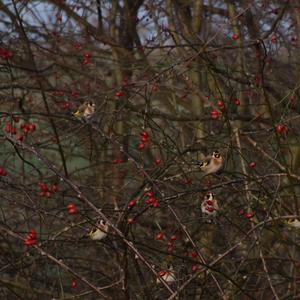 European Goldfinch