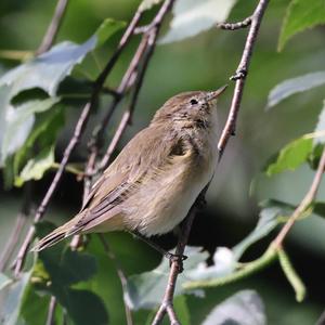 Eurasian Reed-warbler