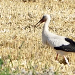 White Stork