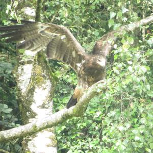 Steppe Eagle