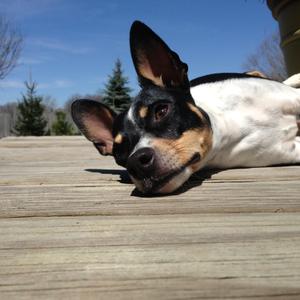 Toy Fox Terrier