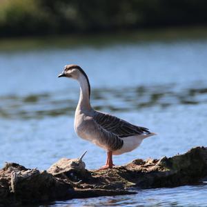 Greylag Goose