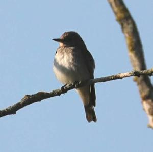 Spotted Flycatcher