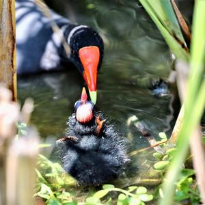 Common Moorhen