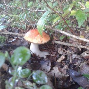 Orange Birch Bolete