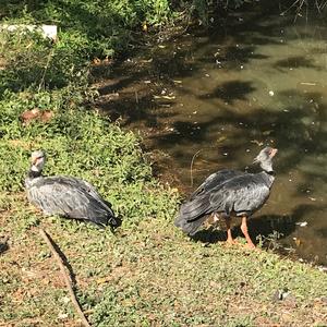 Halsbandwehrvogel