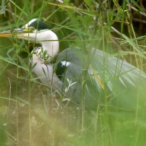 Grey Heron