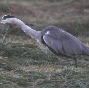 Grey Heron