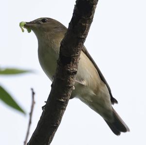 Garden Warbler