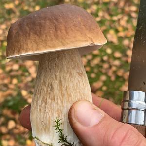 King Bolete