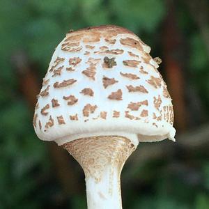 Malodorous Lepiota