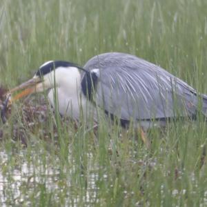 Grey Heron