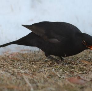 Eurasian Blackbird