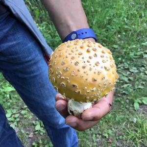 Fly Agaric