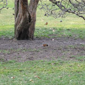 American Robin