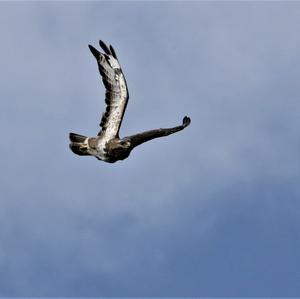 Common Buzzard