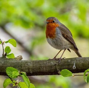 European Robin