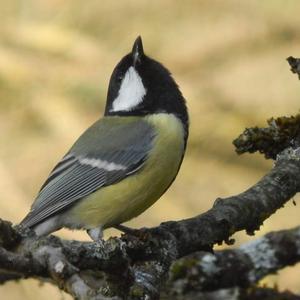 Great Tit