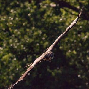 Black Kite