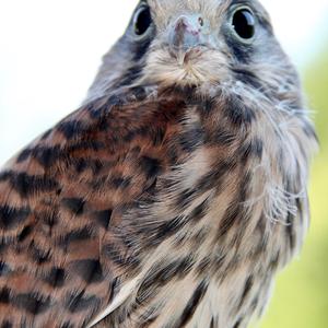 Common Kestrel