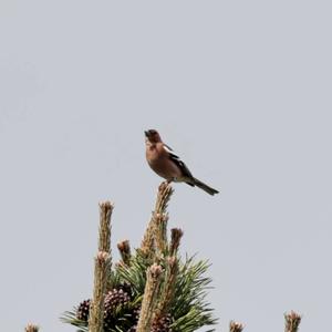 Eurasian Chaffinch