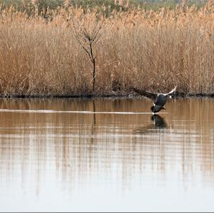 Canada Goose