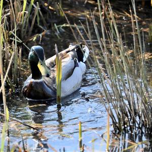 Mallard