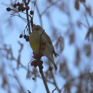 European Greenfinch