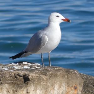 Audouin's Gull