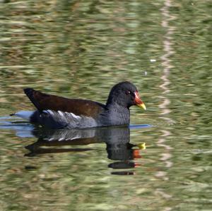 Common Moorhen