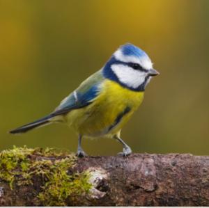 Blue Tit