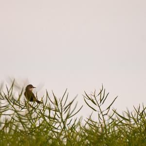 Great Reed-warbler