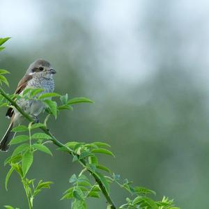 Red-backed Shrike