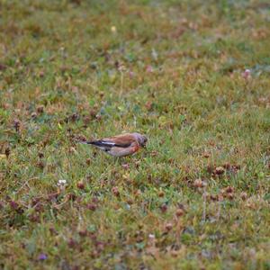 Eurasian Linnet