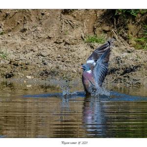 Common Wood-pigeon