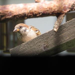 Eurasian Tree Sparrow