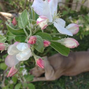 Weimaraner