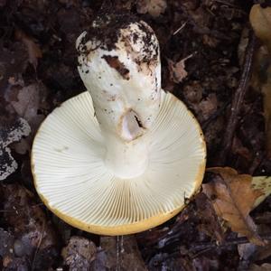 Yellow-ochre Russula