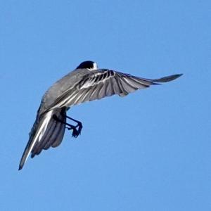 White Wagtail