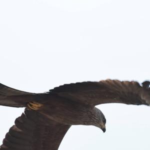 Black Kite