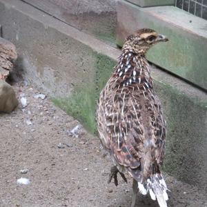 Common Quail