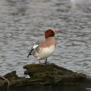 Eurasian Wigeon