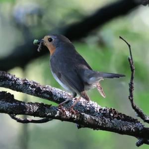 European Robin