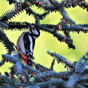 Great Spotted Woodpecker