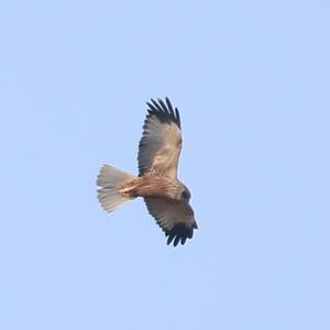 Western Marsh-harrier